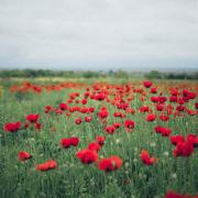 Poppy field